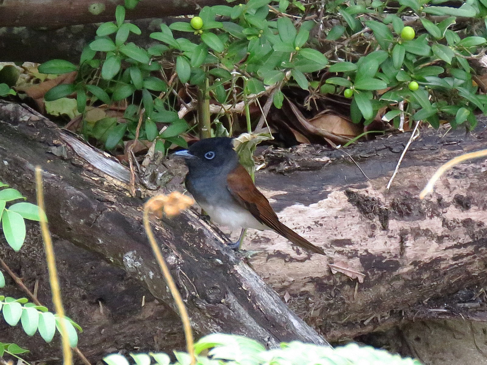 image Amur Paradise-Flycatcher